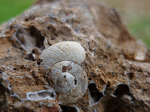 Tacheocampylaea raspaili